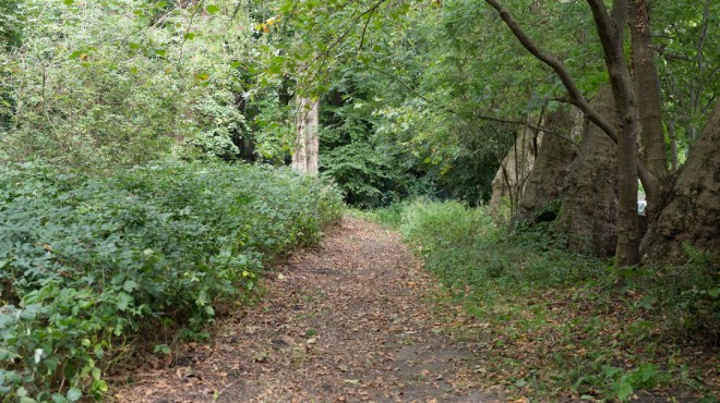 The Woodland Dell