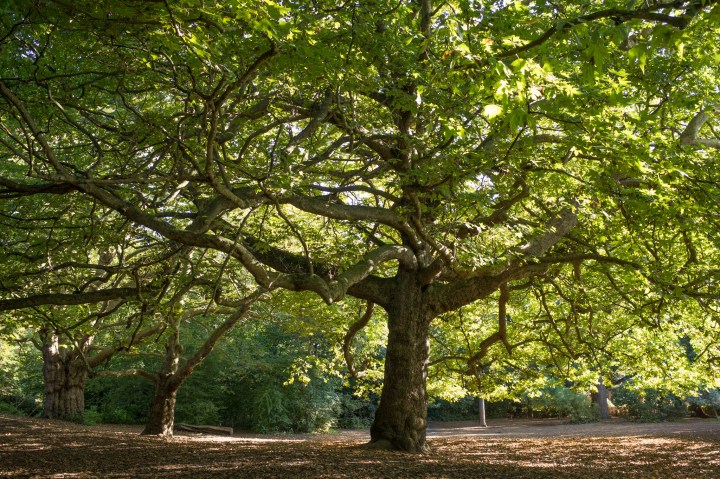 Mycenae Gardens Plane Tree